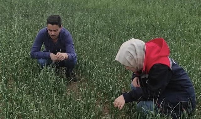 Kulu'da süne sürvey çalışmaları devam ediyor