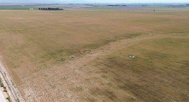 Kuraklık nedeniyle toprakta yarılmaların yaşandığı Amik Ovası'nda buğdaylar hasat olgunluğuna ulaşamadı