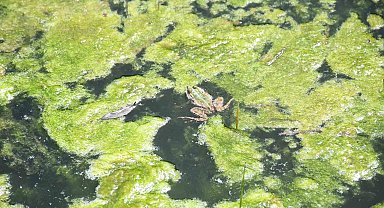 Kurbağaların üreme senfonisi başladı