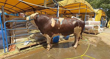 Kurban pazarının şampiyonu oldu: 1 ton 200 kiloluk dana 420 bin TL'ye alıcı buldu