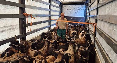 Kurbanlık denetimleri başladı