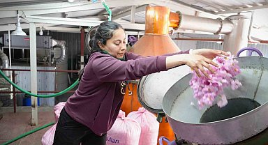 Küresel ısınma ve don gül üretimini vurdu, rekolte yarı yarıya düştü
