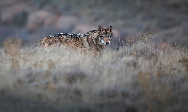 Kurt popülasyonundaki artış Kangal köpeğine talebi arttırdı
