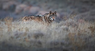 Kurt popülasyonundaki artış Kangal köpeğine talebi arttırdı