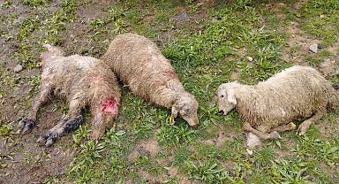 Kurt sürüsü 60 kuzuyu telef etti