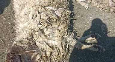 Kurtlar sabaha karşı girdiği ağılda 12 koyunu telef etti 20'sini yaraladı