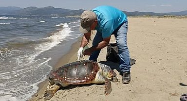 Kuşadası'nda deniz kaplumbağası kıyıya vurdu