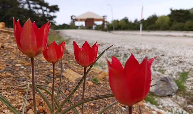 Lalenin anayurdu Orta Asya, kalbi Manisa'da