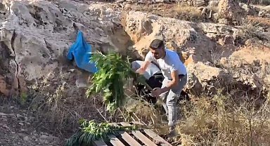 Mağaradan kenevir bitkisi çıktı