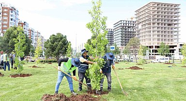 Mahabad Bulvarında peyzaj çalışmaları devam ediyor