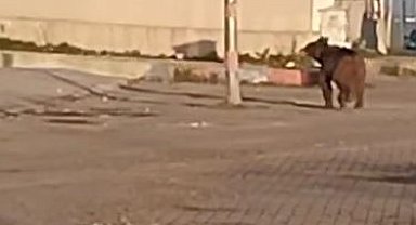 Mahalleye inen bozayı çöpte yiyecek aradı