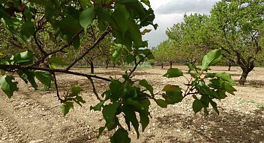 Malatya'da kayısı ağaçları yeniden yeşerdi