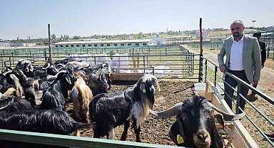 Malatya'da Kurban Pazarı hareketlendi ancak satışlar durgun
