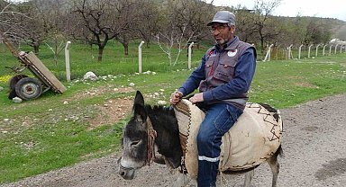 Malatyalı yetiştirici, eşeği Kadife'ye gözü gibi bakıyor
