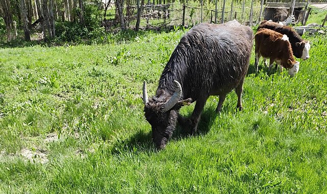 Malazgirt'ten kaçan manda Patnos'ta ortaya çıktı; 50 kilometre yürümüş, Murat Nehri'ni geçmiş