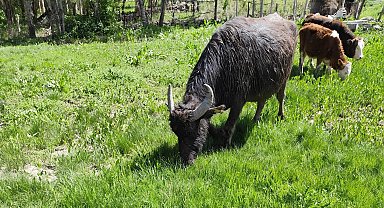 Malazgirt'ten kaçan manda Patnos'ta ortaya çıktı; 50 kilometre yürümüş, Murat Nehri'ni geçmiş