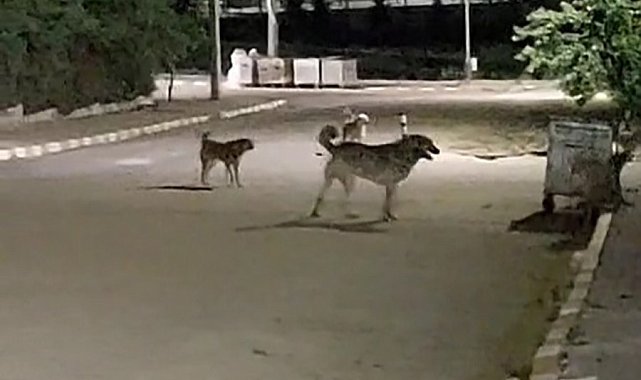 Malkara OSB'de gece saatlerinde toplanan köpekler tedirginliğe neden oluyor