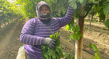 Manisa'da bağ yaprağı hediyelik oldu