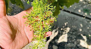 Manisa'da bağcılara 'Külleme ve Ölükol Hastalığı' uyarısı