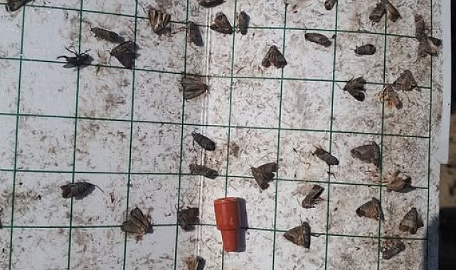 Manisa'da meyve üreticilerine 'iç kurdu' uyarısı