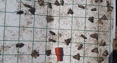 Manisa'da meyve üreticilerine 'iç kurdu' uyarısı