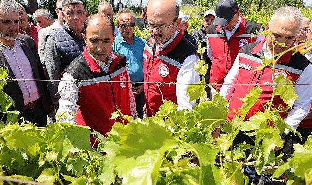 Manisa'da zirai donun yaraları sarılıyor