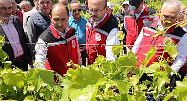 Manisa'da zirai donun yaraları sarılıyor