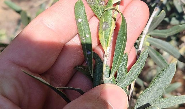 Manisalı zeytin üreticilerine önemli uyarı