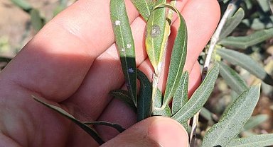 Manisalı zeytin üreticilerine önemli uyarı