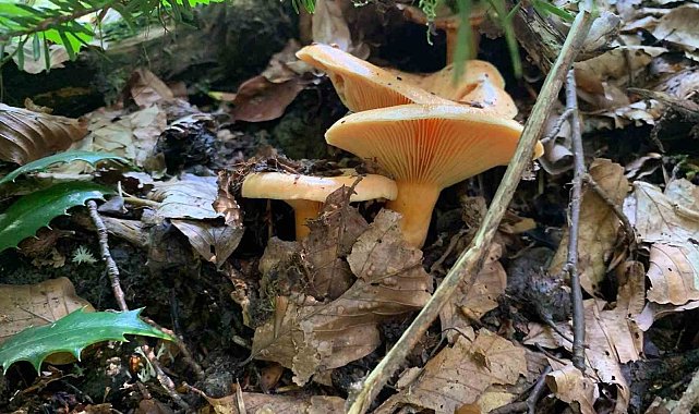 Mantar zehirlenmelerine dikkat