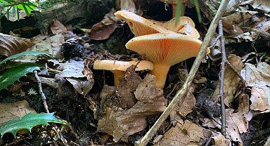 Mantar zehirlenmelerine dikkat