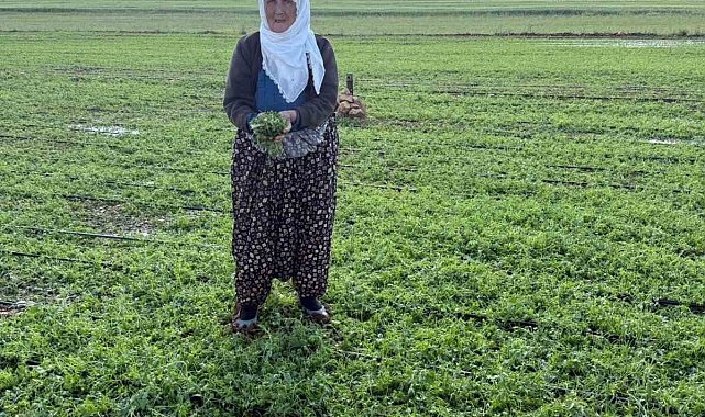Mardin'de 40 bin dekar arazi dolu yağışından etkilendi