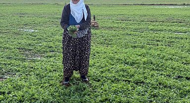 Mardin'de 40 bin dekar arazi dolu yağışından etkilendi