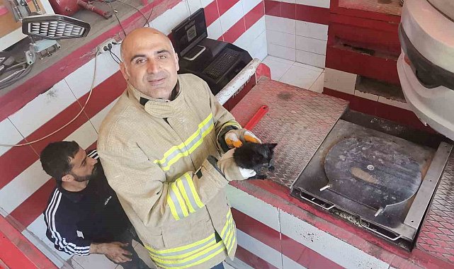 Mardin'de otomobilin motor bölümüne sıkışan yavru kedi kurtarıldı
