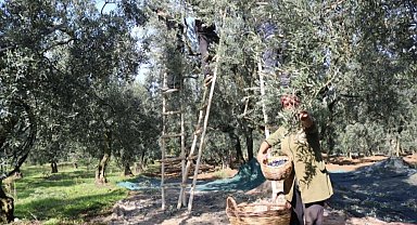Marmarabirlik'ten üretici ortağa bayram öncesi müjde... Zeytinde fiyat farkları 30 Mayıs'ta ödenecek