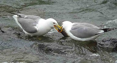 Martıların balık kavgası