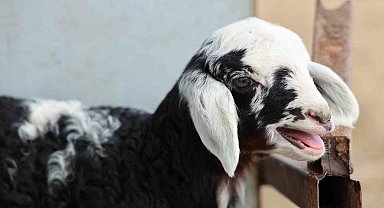 Meraya dökülen zehir 77 koyunu telef etti, onlarca kuzu annesiz kaldı