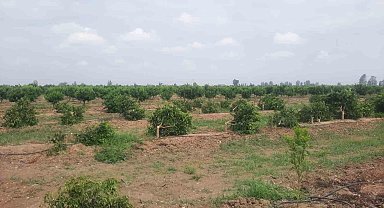 Mersin Tarsus'ta mandalina ağaçları katledildi