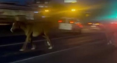 Mersin'de karayoluna çıkan atlar trafiği karıştırdı