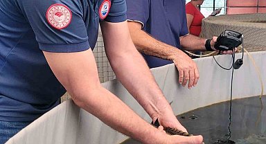 Milas'ta toprak havuzlarda 'Mersin Balığı' deneme üretimi başladı