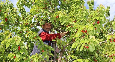 Misafir kirazında hasat vakti