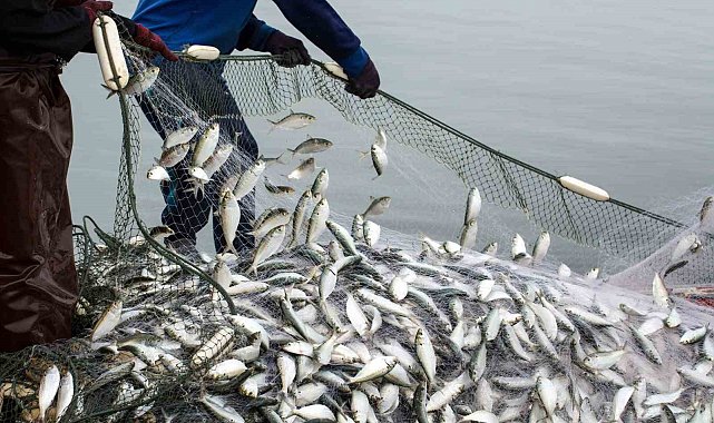 Muğla'nın ihracat şampiyonu olduğu su ürünleri ihracatı 5 yılda yüzde 100 arttı