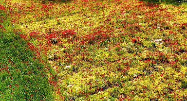 Muğla'nın sessiz güzelliği