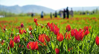Muş'ta 20 günlük "lale devri" başladı