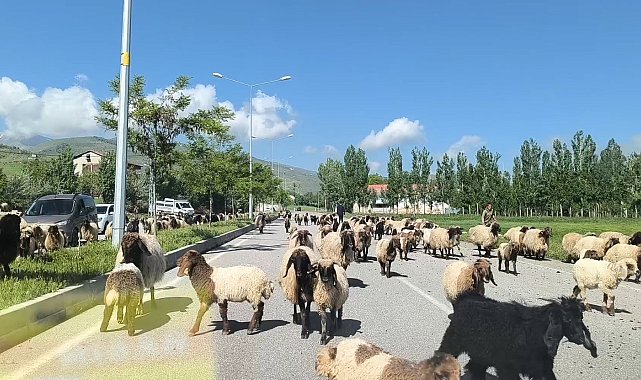 Muş'ta küçükbaş hayvan sürüleri trafiği tehlikeye düşürüyor