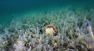 Müsilaj uyarısı: "Kontrol edilebilecek tek faktör kirliliktir"