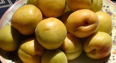 Mut Karacaoğlan Kayısı Kültür ve Sanat Festivali 30 Mayıs'ta