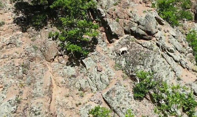 Nadir rastlanılan beyaz dağ keçisi kendisini Artvin'de gösterdi