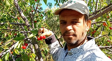 Napolyon kirazı fiyatıyla üreticilerin yüzünü güldürdü