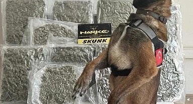 Narkotik köpeği 'Yaşa' sayesinde 10 kilo esrar yakalandı